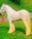 14.2hh ride and drive 4 year old cremello colt. Handsome Samson. 
Easy to catch, load, box, shoe and clip. 