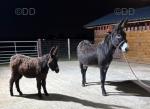 Millie & Molly, Jenny Donkey with Filly Foal at Foot