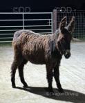 Millie & Molly, Jenny Donkey with Filly Foal at Foot