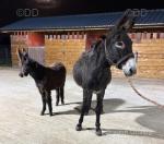 Millie & Molly, Jenny Donkey with Filly Foal at Foot