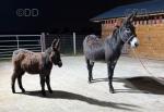 Millie & Molly, Jenny Donkey with Filly Foal at Foot
