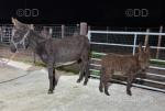 Katy, & Johnny, Jenny Donkey with Colt Foal at Foot