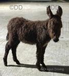 Katy, & Johnny, Jenny Donkey with Colt Foal at Foot