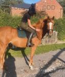 16hh Thoroughbred Riding Mare