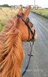 16hh Thoroughbred Riding Mare