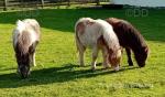 Shetland Colt Foals