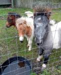 Shetland Colt Foals