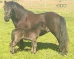 Shetland Ponies