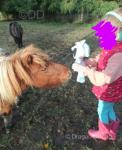 Shetland Ponies