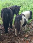 Shetland Ponies