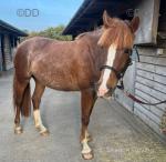 Luna, 16hh Riding Mare