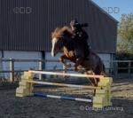 Luna, 16hh Riding Mare