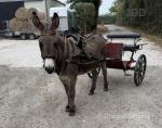 Edward, Ride and Drive Donkey Gelding