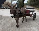 Edward, Ride and Drive Donkey Gelding