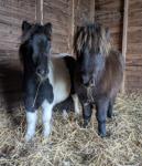 Shetland Colt Foals 