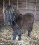 Shetland Colt Foals 