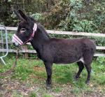 Dorris, Jenny Donkey in Foal