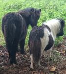 Shetland Colt and Filly Foals