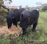 Shetland Colt and Filly Foals