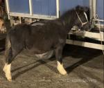 Welsh and Shetland Ponies