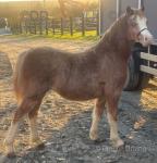 Welsh and Shetland Ponies