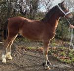 Welsh Section D Colt Foals