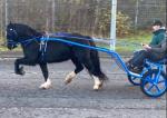 14hh Driving Mare with Cart and Harness