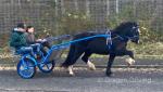 14hh Driving Mare with Cart and Harness