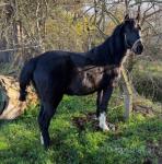 3 year old Hackney pony filly, broke to ride and drive. Good mover, nice sensible filly, very quiet.
3 year old Hackney pony filly, broke to ride and drive. Good mover, nice sensible filly, very quiet.