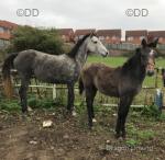 Broodmares in Foal with Foal at Foot
