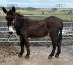 Katie, Jenny Donkey in Foal
