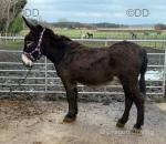 Katie, Jenny Donkey in Foal
