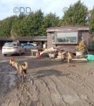 One & a Half Acre Equestrian Yard