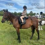 Tommy, 15.1hh Ride and Drive Gelding 