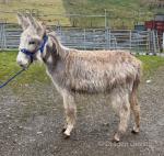Tam, Donkey Foal 