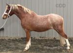 Welsh Section A Gelding & Welsh Section D Colt