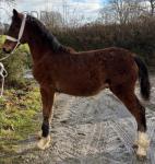 Welsh Section A Gelding & Welsh Section D Colt