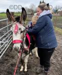 Phoebe and Doris, Riding Jenny Donkeys 