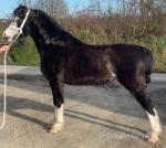 Welsh Section A Geldings & Filly