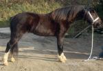 Welsh Section A Geldings & Filly