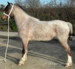 Welsh Section A Geldings & Filly