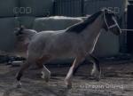 Welsh Section A Geldings & Filly