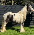 Peter, 12.2hh Ride and Drive Gelding 