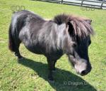 Shetland Mare & Gelding