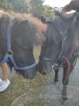 Shetland Mare & Gelding