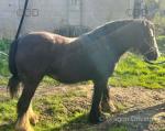 2 Year Old Colt and 12.2hh Mare