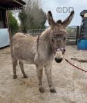 Betty, Jenny Donkey in Foal