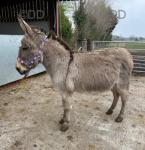 Betty, Jenny Donkey in Foal