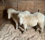 Shetland Colt Foals