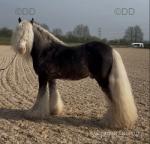 The Duke, 12.3hh Stallion at Stud